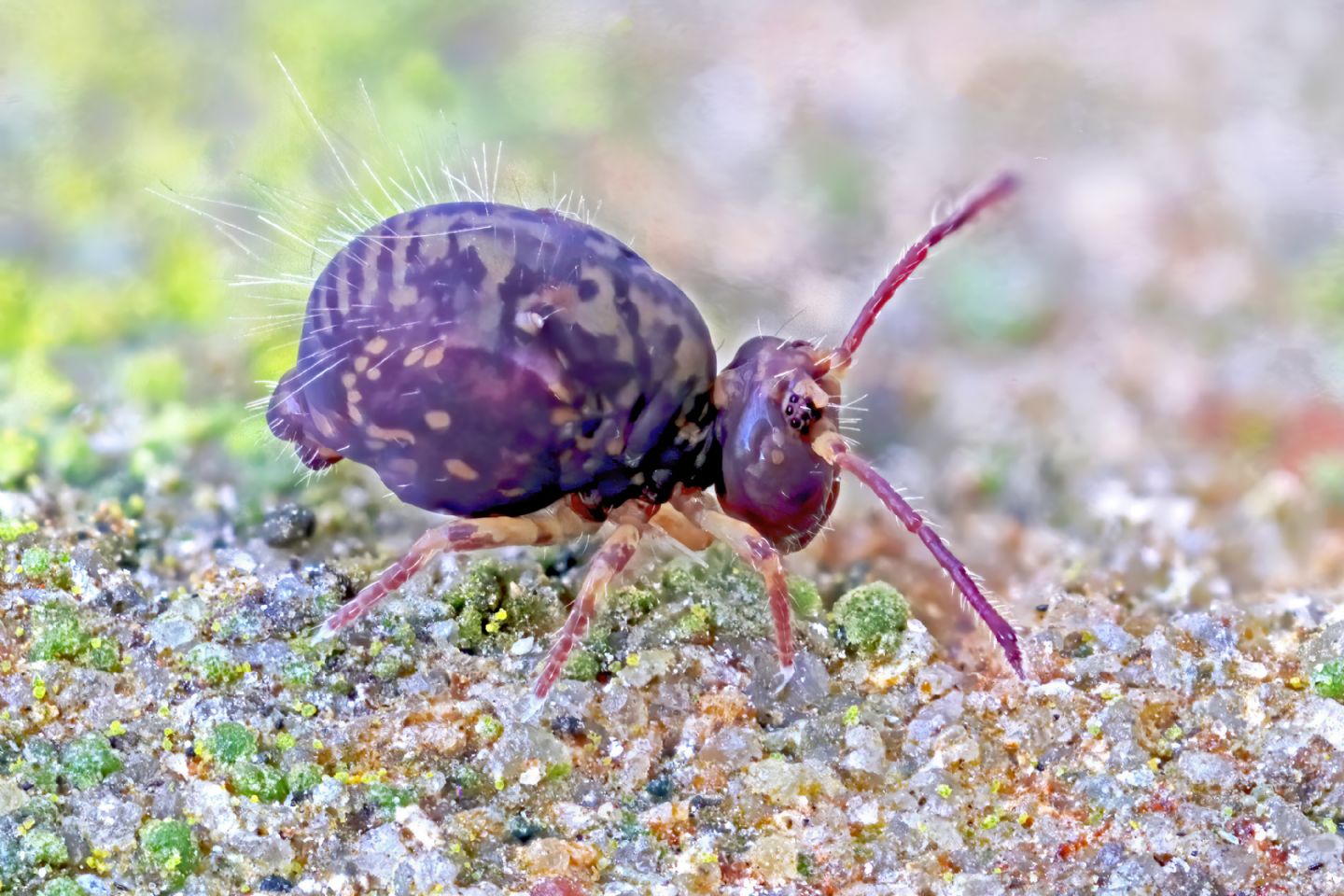 Dicyrtomina violacea ?